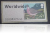 woodpidgeonmissin_0