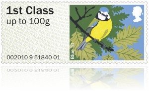 Blue Tit